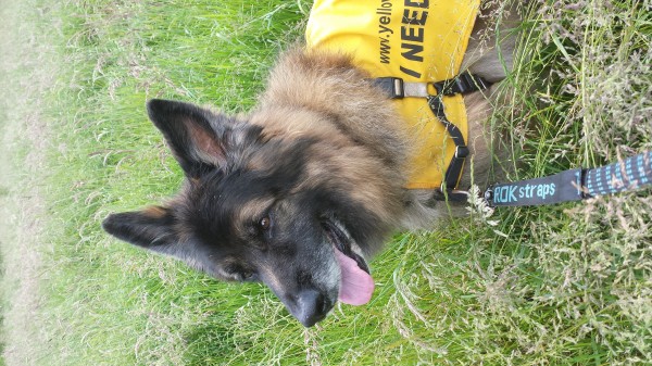 Senior Dog Lead While On Walks Senior Dog Lead While On Walks