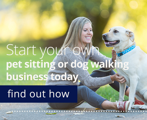 how do i start my own dog walking business uk