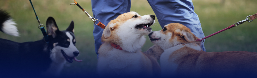 Start a Career as a Pet Sitter or Dog Walker