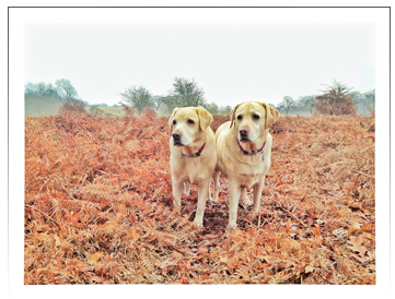 April 2013 - Antonet Pets