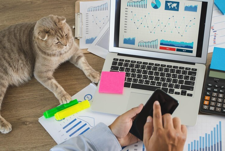 Cat Ownership Statistics