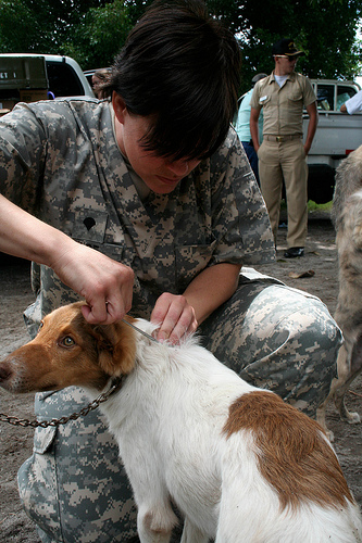 Microchipping dog