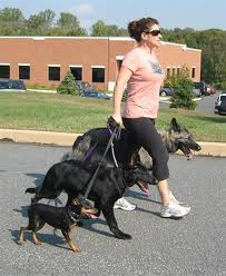 Responsible dog walking Responsible dog walking