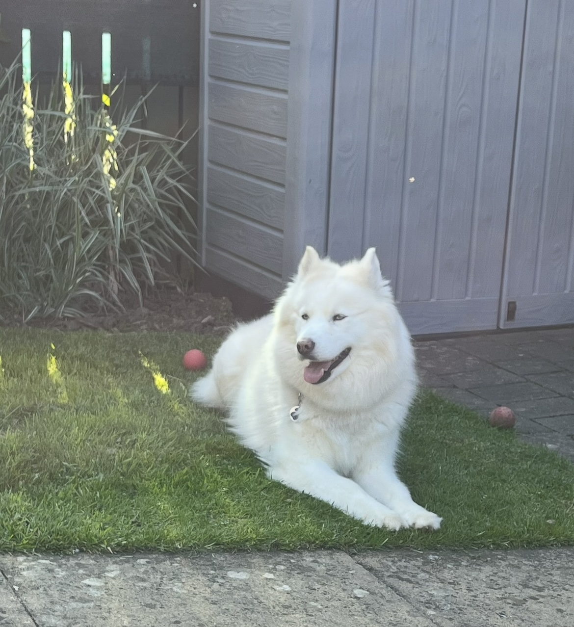 Paws at Home Pet Services - Darlington