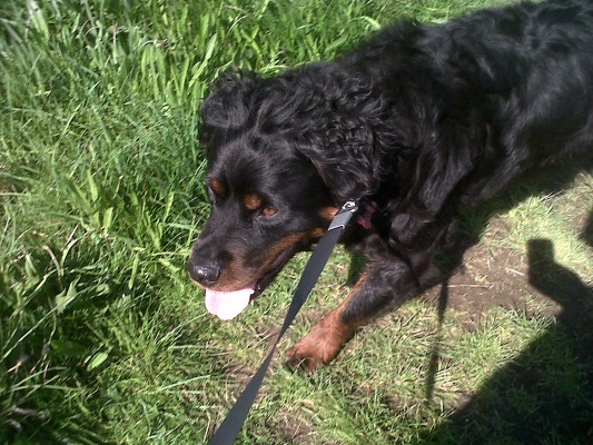 Senior Dog Lead While On Walks Senior Dog Lead While On Walks
