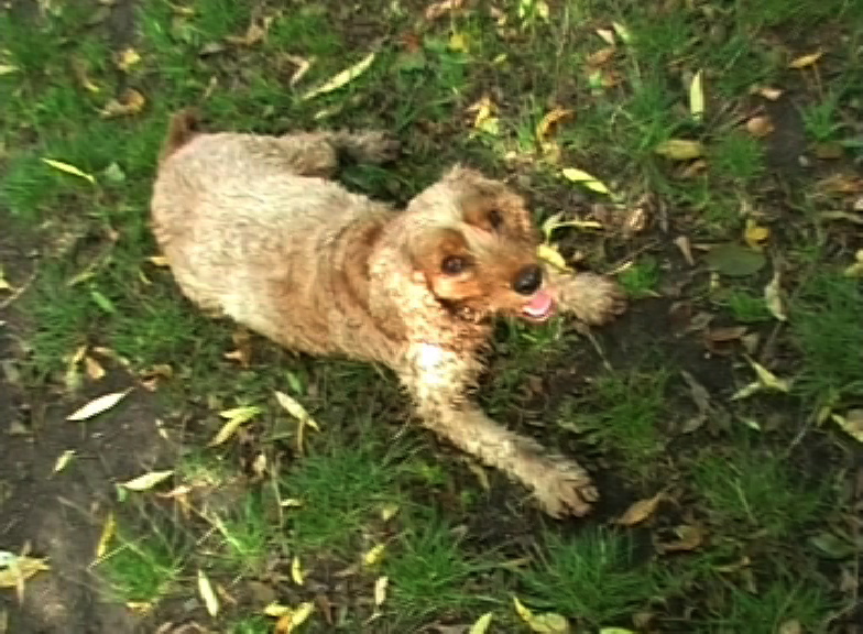 Good as Gold on Dog Walks 