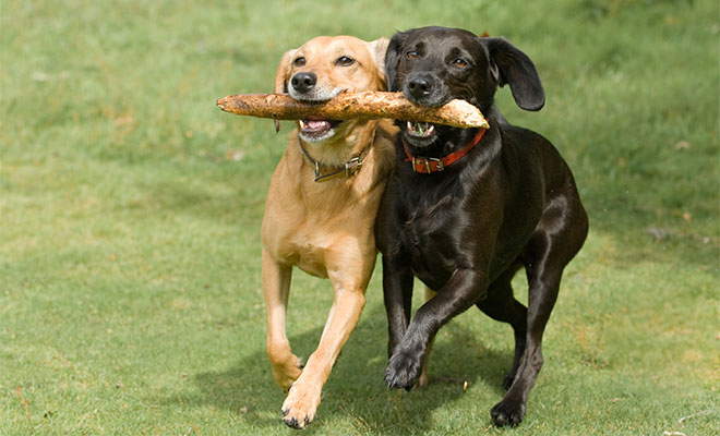 Dogs Have Fun