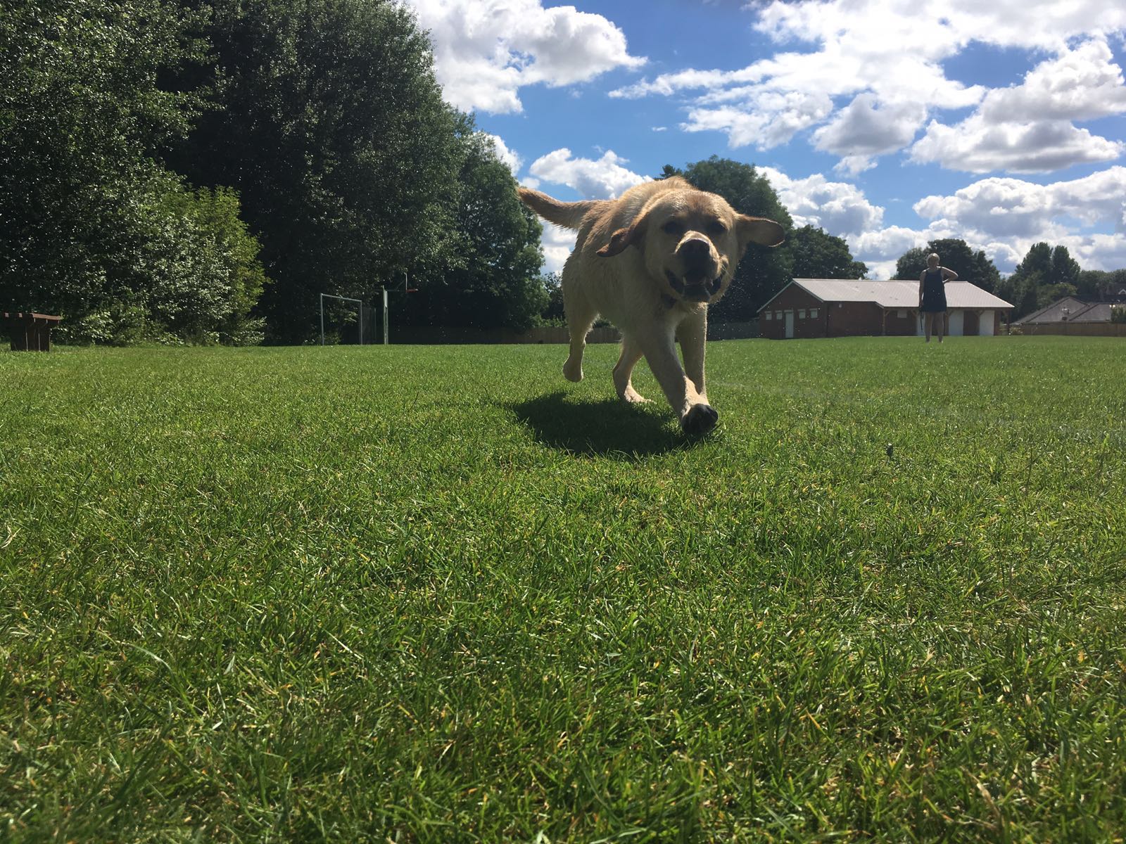 The Dog Walker