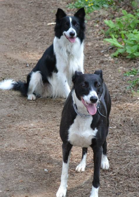 Top Notch Walkies