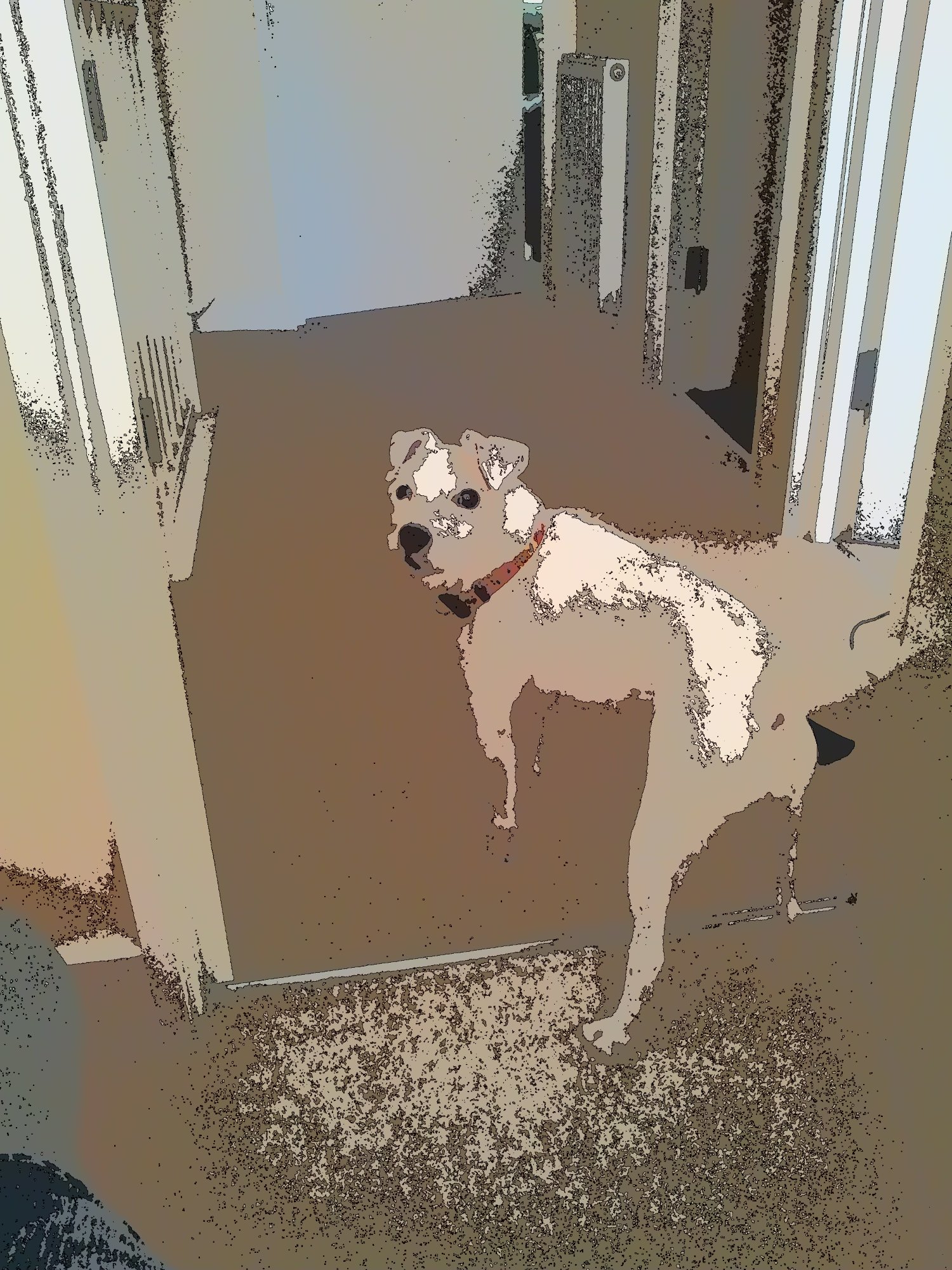 DOGGYHOLS