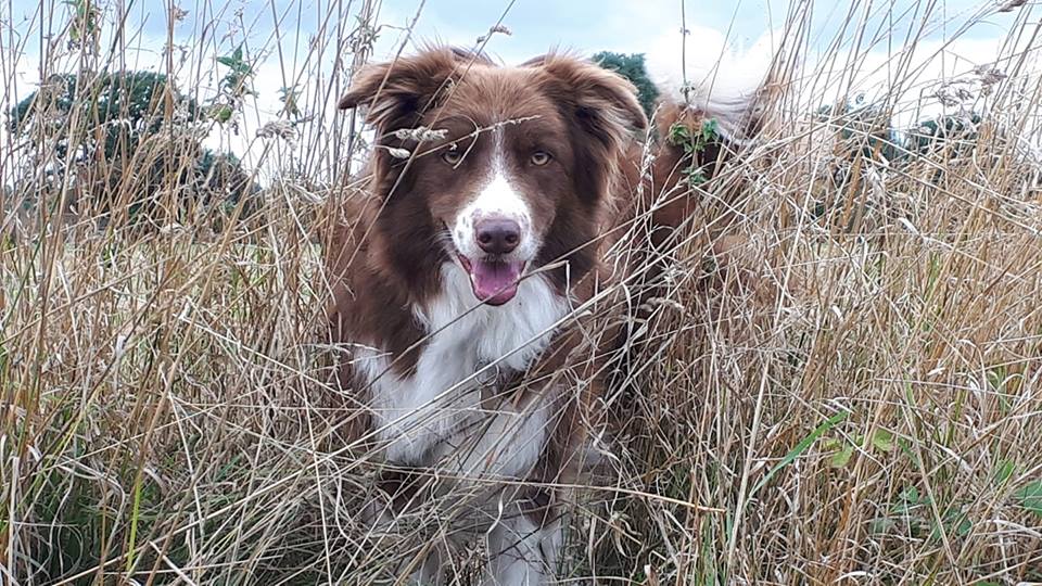 Hoopcott Dog Walking
