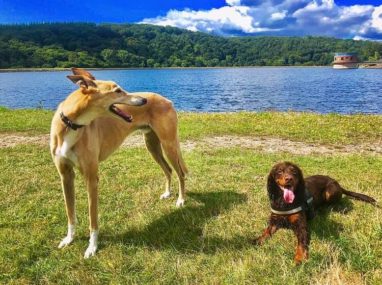 Waggy Woofers Dog Boarding and Day Care Provider