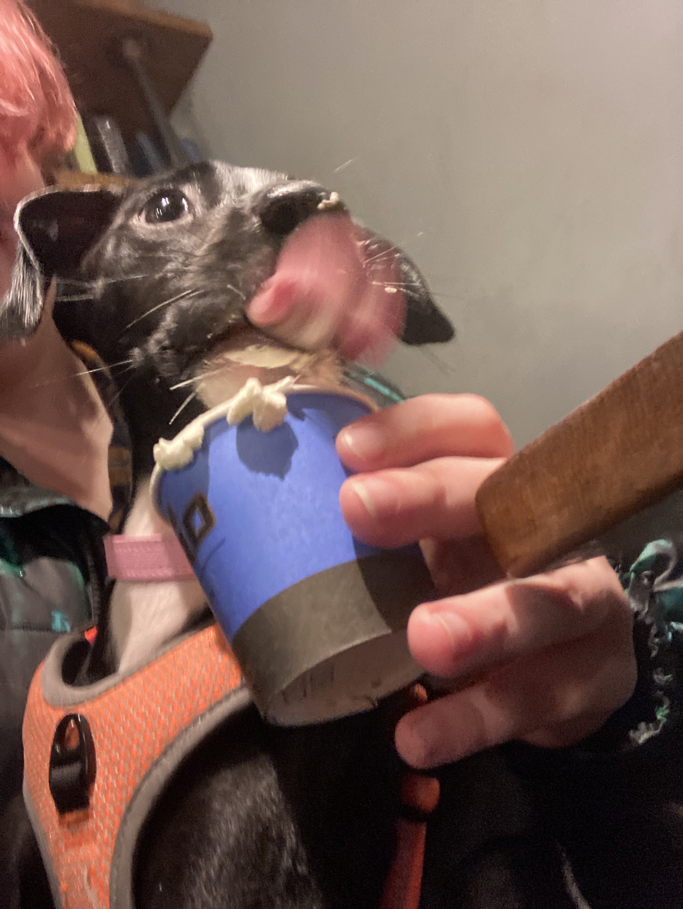 Lollidogs 